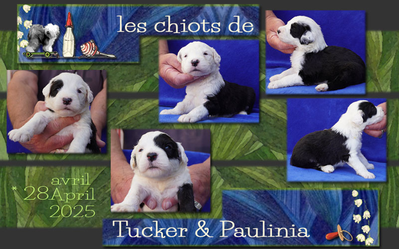chiots disponibles